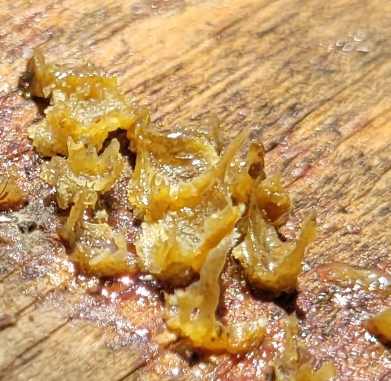 propolis 1